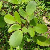 Breathe Easy Herbal Blend for Respiratory Immune Support