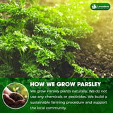Premium Dried Parsley Leaves – 100% Pure, Non-GMO, Gluten-Free, Vegan – Aromatic Culinary Herb for Cooking, Garnish, and Seasoning