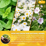 Premium Diverticulitis Tea Bags | 100% Natural Chamomile, Peppermint, Marshmallow Leaf, Wild Yam Root, Licorice & Ginger Herbal Blend