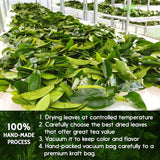 Premium Soursop Leaves Tea Bags