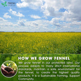 Premium Fennel Tea Bags, 100% Natural & Pure from Fennel Seeds. Fennel Seed Herbal Tea. Fennel Seed Tea. Made with Natural Material Tea Bags. No Sugar, No Caffeine, No Gluten, Vegan.