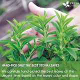 Stevia Leaf, Whole Dried Leaves, Tea Bags, Powder, 100% Natural and Pure from Stevia Leaves. Sugar Substitute for Tea, Coffee. Loose Leaf Stevia Herbal Tea. Zero Calorie Sweetener. No Sugar, No Caffeine, No Gluten, Vegan.