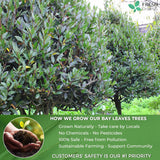 Premium Dried Bay Leaves, Tea Bags, Powder, Bay Leaves Spice, Whole Nice Leaves, Wildcrafted, Fresh Harvested, Bay Leaves For Cooking, Sugar-Free, Gluten Free, Caffeine Free, Vegan