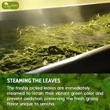 Premium Sencha Green Tea Bags, 100% Natural & Pure from Sencha Green Tea Leaves