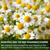 Chamomile Tea Bags