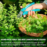 Premium Lemon Balm Leaf Tea Bags, 100% Natural & Pure from Lemon Balm Leaves. Loose Leaf Lemon Balm Herbal Tea. Lemon Balm Leaf Tea. No Sugar, No Caffeine, No Gluten, Vegan.