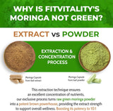 Moringa Capsules|300 Capsules|Moringa Oleifera|10,000mg