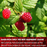 Raspberry Leaf Tea Bags, 100% Natural & Pure from Raspberry Leaves. Loose Leaf Raspberry Herbal Tea, Made with Natural Material Tea Bags, Raspberry Leaf Tea. No Sugar, No Caffeine, No Gluten, Vegan.