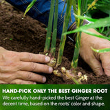 Premium Ginger Tea Bags, 100% Natural & Pure from Ginger Roots, Ginger Tea, Ginger Herbal Tea. Ginger Tea. No Sugar, No Caffeine, No Gluten, Vegan.