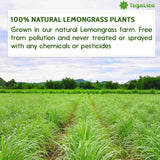 Lemongrass Tea Bags, 100% Natural & Pure Lemongrass leaves, Eco-Conscious Tea Bags, Lemongrass Herbal Tea. Lemongrass Leaf Tea. No Sugar, No Caffeine, No Gluten, Vegan.