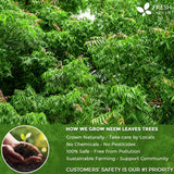 Neem Leaf Tea Bags, 100% Natural and Pure from Neem Leaves. Loose Leaf Neem Herbal Tea. Neem Leaf Tea. No Sugar, No Caffeine, No Gluten, Vegan.