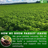 Premium Parsley Leaf Tea Bags, 100% Natural & Pure from Parsley Leaves.