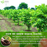Natural Guava Leaves, Whole Dried Leaves, Cut-and-Sifted Guava leaves, 100% Pure from Guava Leaves, Natural Guava Loose Leaf Herbal Tea, No Additives, No Caffeine, Vegan