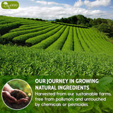 Premium Sencha Green Tea Bags, 100% Natural & Pure from Sencha Green Tea Leaves