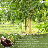 Natural Avocado Whole Leaves Dried, Tea Bags, 100% Pure from Avocado Leaves, Avocado Leaf Tea, Hojas de Aguacate Seca, No Additives, No Caffeine, Vegan