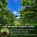 Premium Soursop Leaves Tea Bags