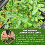 Dried Chanca Piedra Leaves, Chanca Piedra Tea “Stone Breaker” Tea Bags