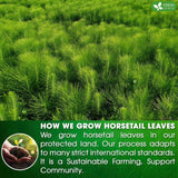 Premium Horsetail Leaf Tea Bags, 100% Natural & Pure from Horsetail Loose Leaves Herbal Tea. No Sugar, No Caffeine, No Gluten, Vegan.