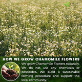 Chamomile Tea Bags
