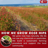 Premium Rosehip Tea Bags, 100% Natural & Pure from Rose Hip Fruits.