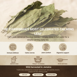 Jamaican Soursop Leaves (Hand-picked, Air-dried whole leaves)