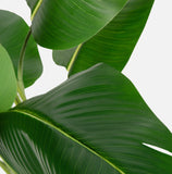 Bird of Paradise Artificial Plant 6 ft Tall, 2 Pack, Green
