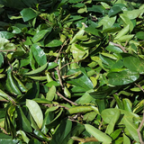 Jamaican Soursop Leaves (Hand-picked, Air-dried whole leaves)