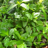 Jamaican Guinea Hen Weed (Anamu)