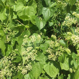 Breathe Easy Herbal Blend for Respiratory Immune Support