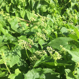 Jamaican Guaco Mikania (Wildcrafted, Air-Dried, Dr Sebi Approved Alkaline Herb)