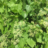 Jamaican Guaco Mikania (Wildcrafted, Air-Dried, Dr Sebi Approved Alkaline Herb)
