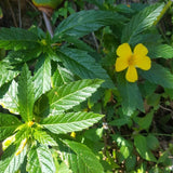 Jamaican Damiana | Ram Goat Dash Along