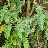 Jamaican Kalawalla Herb | Calaguala | Polypodium Sp. | 2 oz coarse powder