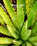 Yuku Savi - 'Candelillo' Mezcal (Candelillo| 750ML)